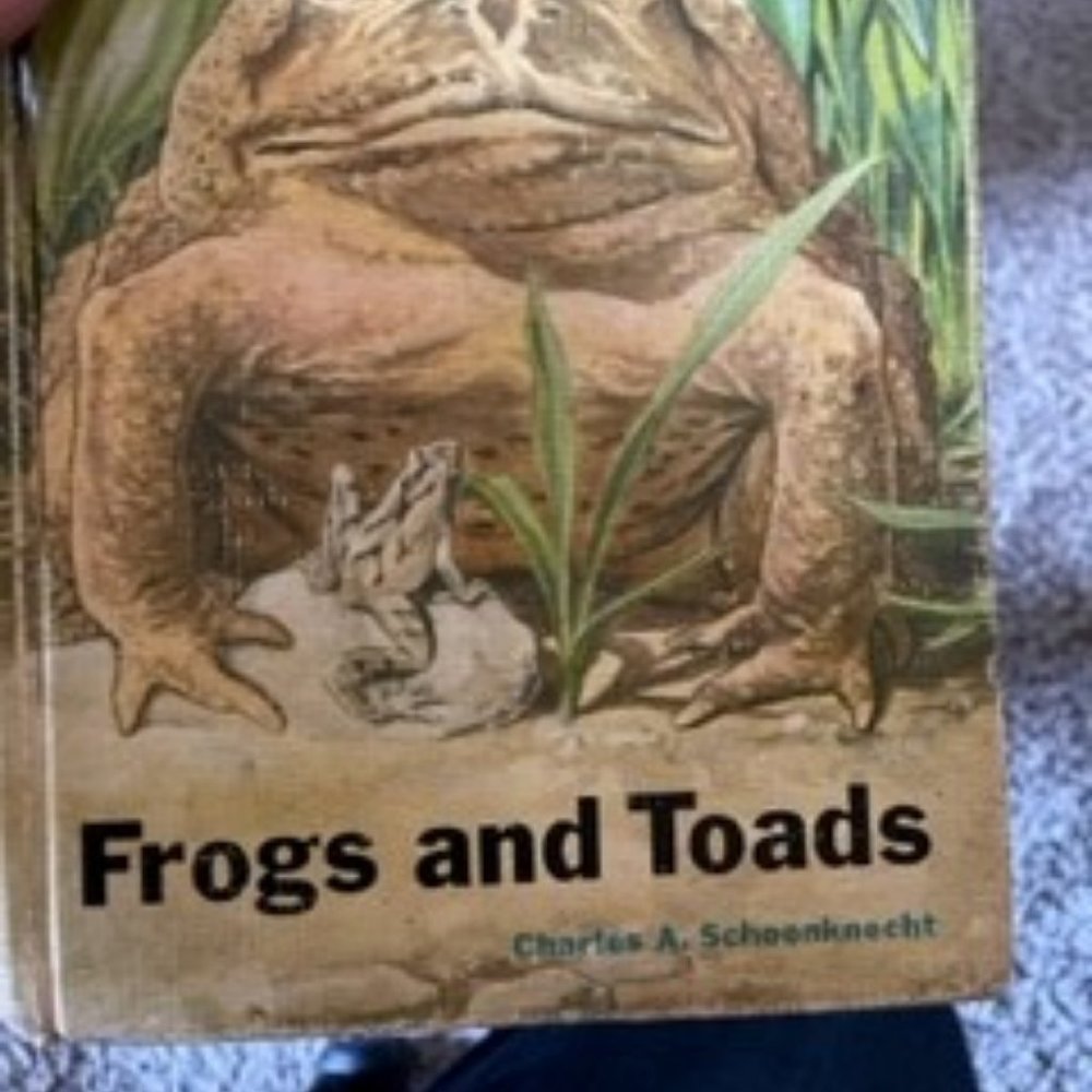 Frogs and Toads - Picture 7 of 7